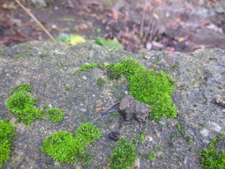 green moss on stone