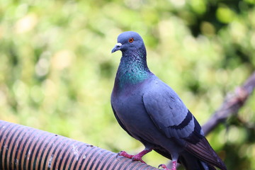 Pigeon (dove) bird