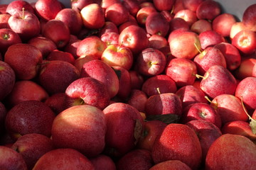 close up of apples