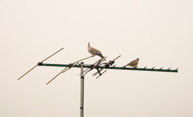 Birds of Sydney Suburbia