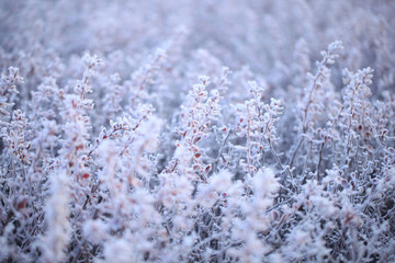 Frost on plants in winter