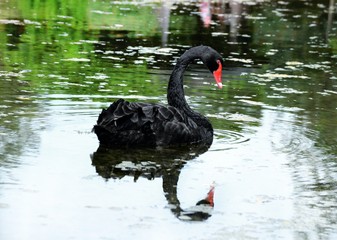 Fototapeta premium Black swan on lake