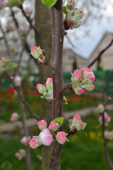 spring blossoms. apple tree flowers on white and pink, blossom buds