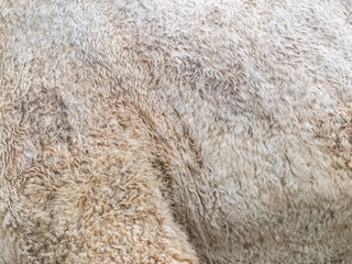 The skin of a camel on its side and hip. Background texture of a camel's skin