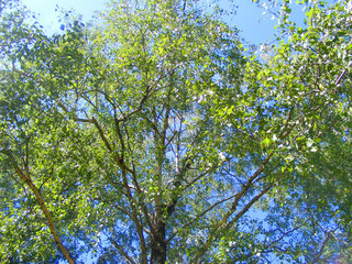 Fototapeta premium Birch foliage, spring landscape of trees against the sky