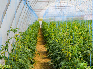 Tomatoes in the greenhouse. Tied tomatoes in the ranks of the gr