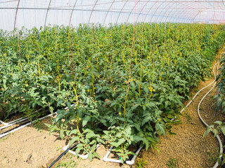 Tomatoes in the greenhouse. Tied tomatoes in the ranks of the gr