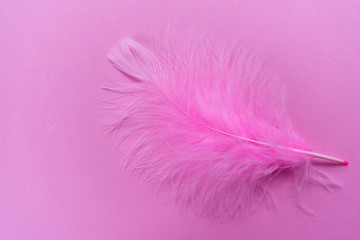 Pink feather on pink background. Copy space.