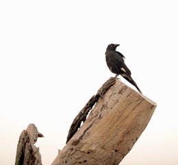 Birds of Sydney Suburbia