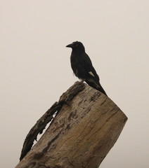 Birds of Sydney Suburbia