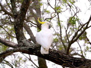 Birds of Sydney Suburbia