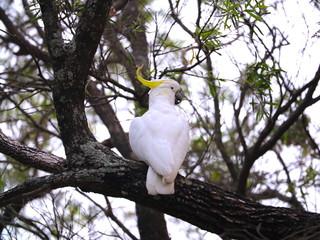 Birds of Sydney Suburbia