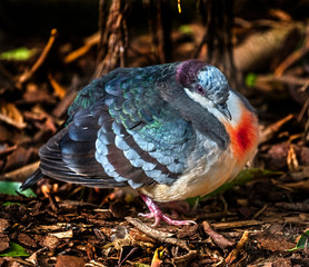Luzon bleeding-heart pigeon on the ground. Latin name - Gallicolumba luzonica