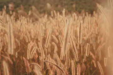 Fototapeta premium Mission grass flower or Pennisetum pedicellatum grass meadow sunset in the garden