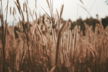 Obraz premium Mission grass flower or Pennisetum pedicellatum grass meadow sunset in the garden
