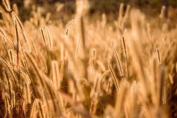 Mission grass flower or Pennisetum pedicellatum grass meadow sunset in the garden