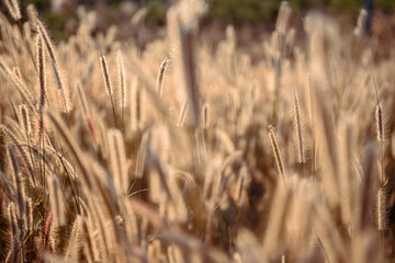 Mission grass flower or Pennisetum pedicellatum grass meadow sunset in the garden