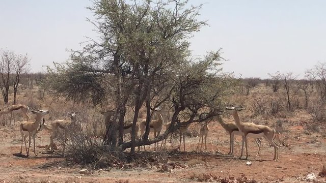 herd of springboks
