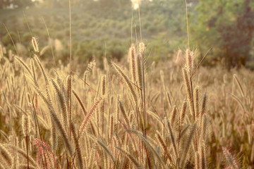Mission grass flower or Pennisetum pedicellatum grass meadow sunset in the garden