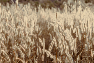 Mission grass flower or Pennisetum pedicellatum grass meadow sunset in the garden