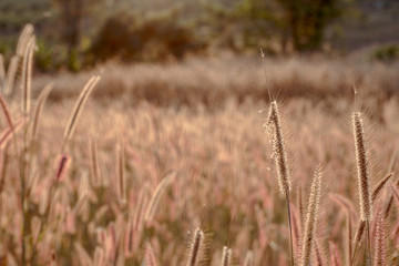 Fototapeta premium Mission grass flower or Pennisetum pedicellatum grass meadow sunset in the garden