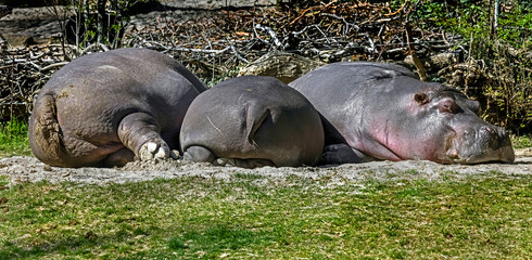 Sleeping hippopotamus family. Latin name - Hippopotamus amphibius