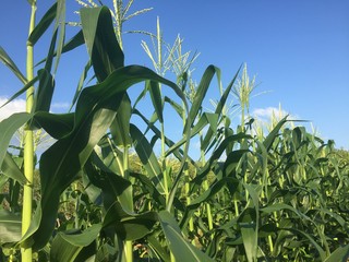 Corn in field with blue sky