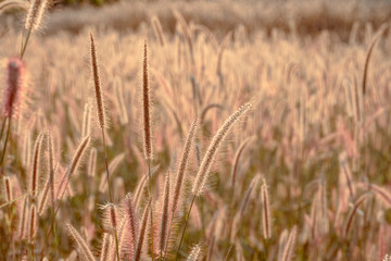 Mission grass flower or Pennisetum pedicellatum grass meadow sunset in the garden
