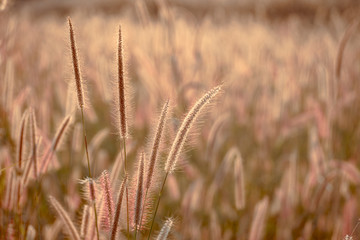 Mission grass flower or Pennisetum pedicellatum grass meadow sunset in the garden