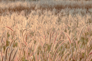 Mission grass flower or Pennisetum pedicellatum grass meadow sunset in the garden