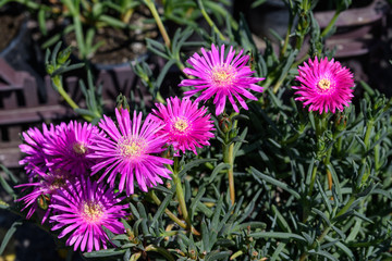 Group of pink magenta flowers of Delosperma cooperi or Mesembryanthemum cooperi, commonky known as Trailing or Hardy Ice plant, or Pink Carpet, in a garden in a sunny summer day