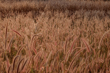 Mission grass flower or Pennisetum pedicellatum grass meadow sunset in the garden