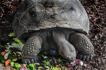 Galapagos tortoise eating salad in its enclosure. Latin name - Geochelone nigra - obrazy, fototapety, plakaty