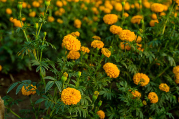 marigold flower in farm field,Beautiful blooming Marigold flower farm.