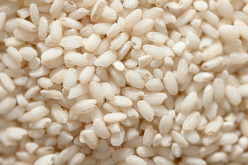 Close up seeds short  rice.