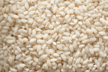 Close up seeds short  rice.