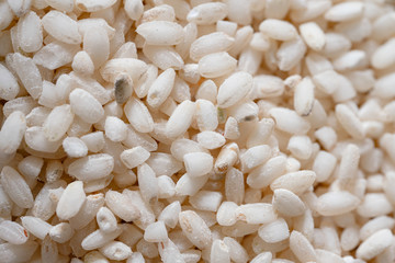 Close up seeds short  rice.