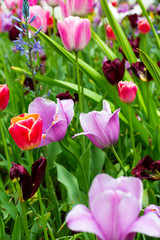 Flowers in Keukenhof, Netherlands.