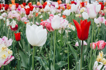 Flowers in Keukenhof, Netherlands.