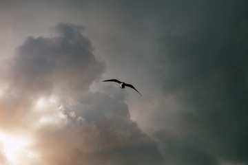 A flying seagull bird in the sky amid gloomy clouds during an impending thunderstorm. Natural background.