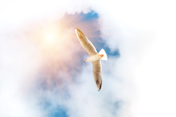 bird seagull flying in the sky against the background of clouds, closeup . Natural background