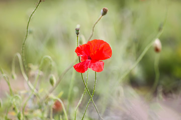 Naklejka premium Field of red poppy flowers. Papaver somniferum