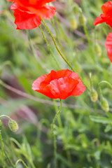 Fototapeta premium Pole czerwonych kwiatów maku. Papaver somniferum