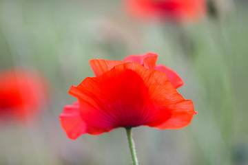 Fototapeta premium Field of red poppy flowers. Papaver somniferum