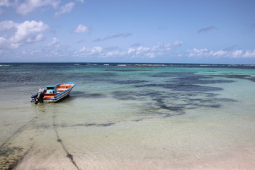 Peacefull life in Caribbean sea