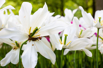 Obraz premium Flowers in Keukenhof, Netherlands.