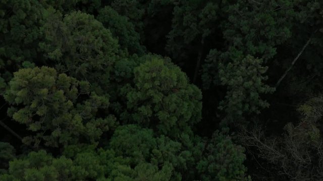 山林の上を進むドローン空撮