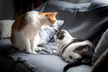 gato doméstico blanco y marrón huele a otro gato en el sofá