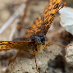 Glanville Fritillary (Melitaea cinxia ) butterfly