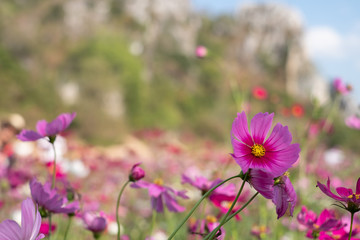 Cosmos sulphureus, Mexican Aster,Beautiful garden landscape, colorful blooming flowers,Pink flower.